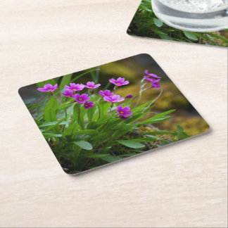 Primula maguireiの花の写真 © Sandy Long スクエアペーパーコースター