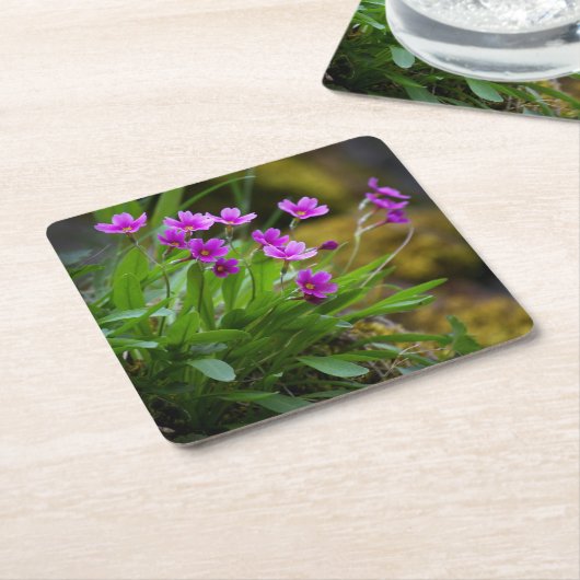 Primula maguireiの花の写真 © Sandy Long スクエアペーパーコースター (アングル)