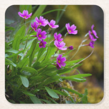 Primula maguireiの花の写真 © Sandy Long