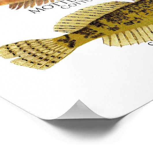 Print, Value Poster Paper (Matte) ポスター (角)