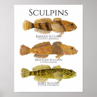 Print, Value Poster Paper (Matte) ポスター