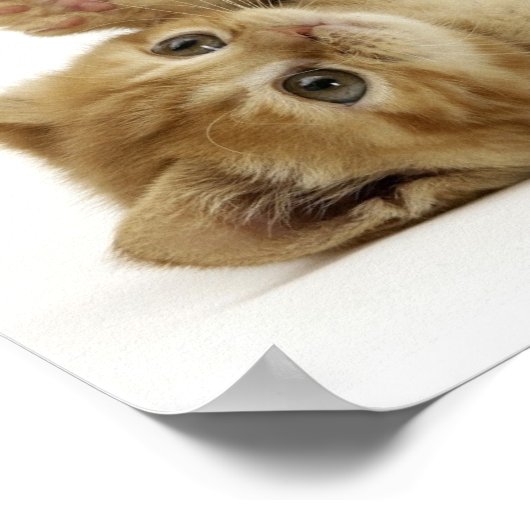 Productivity Kitten(Kittee) ポスター (角)