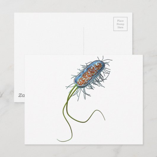 Prokaryotic細胞 ポストカード (正面/裏面)