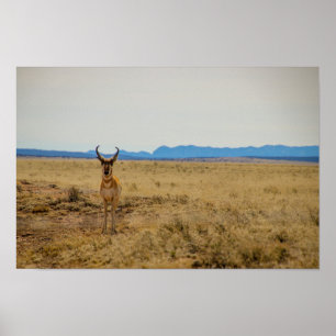 Pronghorn ポスター
