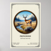 Pronghorn (American Antelope) Zoology Series ポスター (正面)
