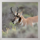Pronghorn Antelope Buck | Grand Tetons ポスター (正面)