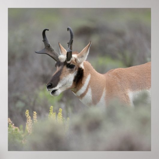 Pronghorn Antelope Buck | Grand Tetons ポスター (正面)