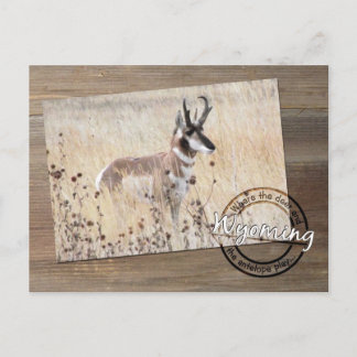 Pronghorn Antelope Photo on Wood - Wyoming WY USA ポストカード