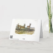 Pronghorn (Pronghorned Antelope) by Audubon カード (裏面)