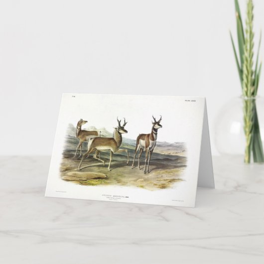 Pronghorn (Pronghorned Antelope) by Audubon カード (正面)