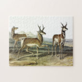 Pronghorn (Pronghorned Antelope) by Audubon ジグソーパズル (横)