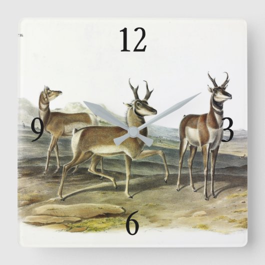 Pronghorn (Pronghorned Antelope) by Audubon スクエア壁時計 (正面)