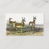 Pronghorn (Pronghorned Antelope) by Audubon 名刺 (裏面)