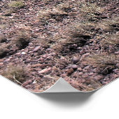 Pronghorn Sheep ポスター (角)