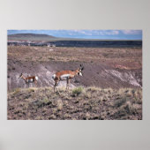 Pronghorn Sheep ポスター (正面)