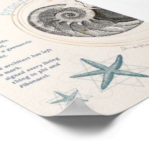 Proof seashell nautilus fibonacci design ポスター