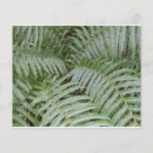 Prospectus Fougère verte チラシ (正面)