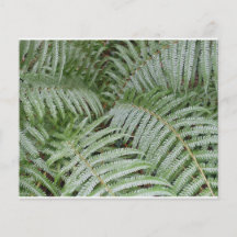 Prospectus Fougère verte