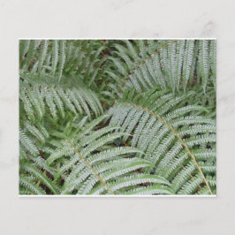 Prospectus Fougère verte チラシ