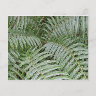 Prospectus Fougère verte チラシ