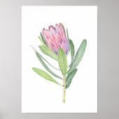 Protea ポスター (正面)