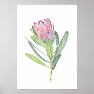 Protea ポスター