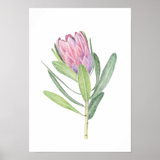 Protea ポスター (正面)