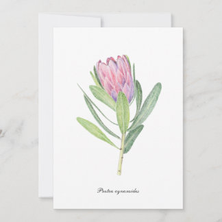 Protea cynaroides 招待状