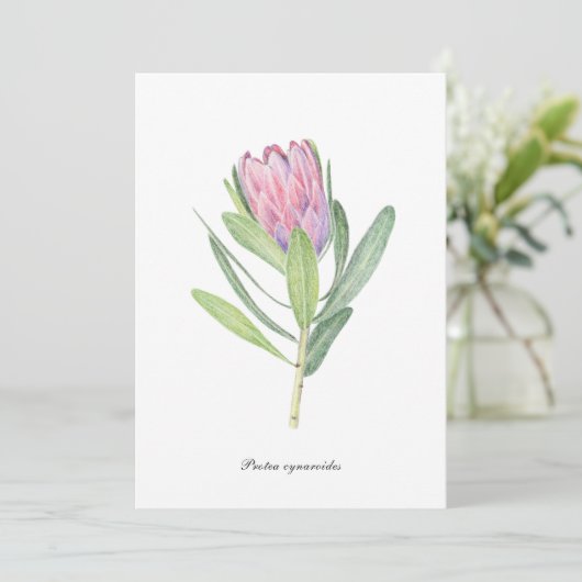 Protea cynaroides 招待状 (スタンド正面)