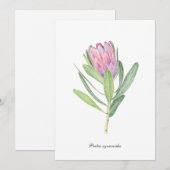 Protea cynaroides 招待状 (正面/裏面)