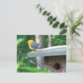 Prothonotaryは箱の郵便はがきを要求します ポストカード (スタンド正面)