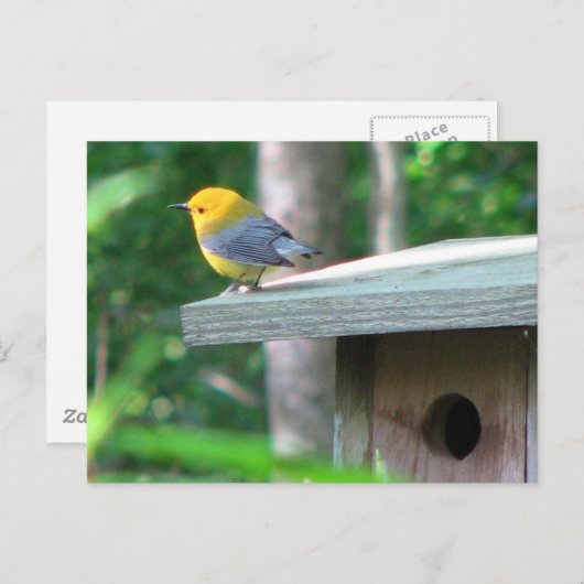 Prothonotaryは箱の郵便はがきを要求します ポストカード (正面/裏面)