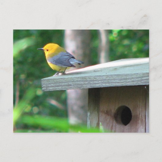 Prothonotaryは箱の郵便はがきを要求します ポストカード (正面)