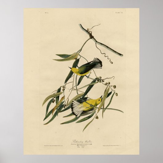 Prothonotary Warbler - Audubon's Birds of America ポスター (正面)