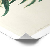 Prothonotary Warbler by Audubon Poster ポスター (角)