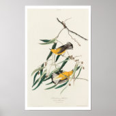 Prothonotary Warbler by Audubon Poster ポスター (正面)