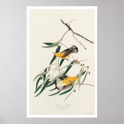 Prothonotary Warbler by Audubon Poster ポスター (正面)