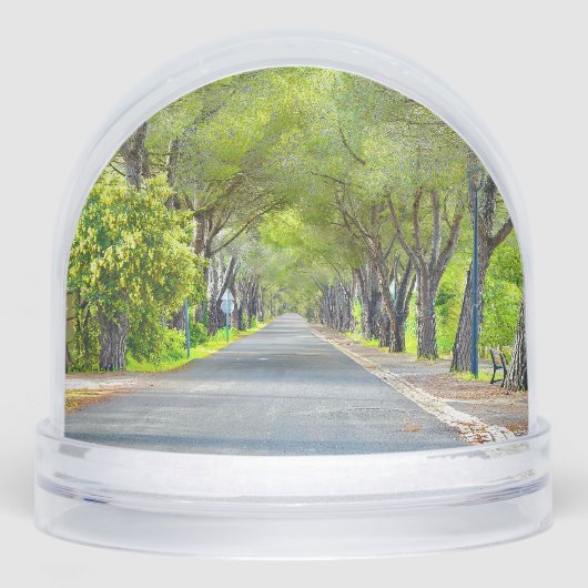Provence France, Canopy of Trees Over Road (正面)