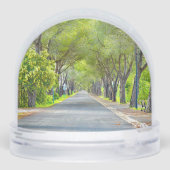 Provence France, Canopy of Trees Over Road (裏面)