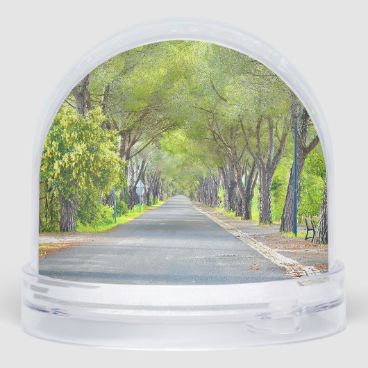 Provence France, Canopy of Trees Over Road (裏面)