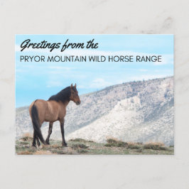 Pryor Mountain Wild Mustangはがき：ホライズン ポストカード