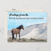 Pryor Mountain Wild Mustangはがき:ホライズン ポストカード (正面/裏面)