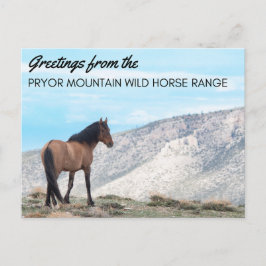 Pryor Mountain Wild Mustangはがき：ホライズン ポストカード