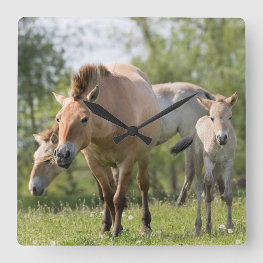 Przewalskiの馬および子馬の歩く スクエア壁時計 (正面)