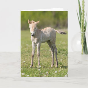 Przewalskiの馬の子馬、ハンガリー シーズンカード