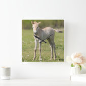 Przewalskiの馬の子馬、ハンガリー スクエア壁時計 (ホーム)