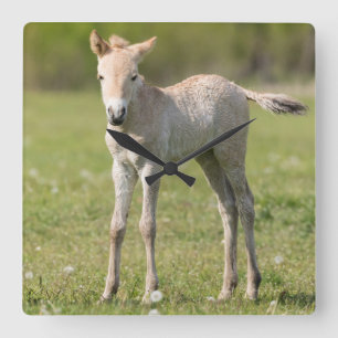 Przewalskiの馬の子馬、ハンガリー スクエア壁時計