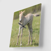 Przewalskiの馬の子馬、ハンガリー スクエア壁時計 (傾斜)