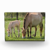 Przewalski's Horse and Foal Grazing フォトブロック (正面)