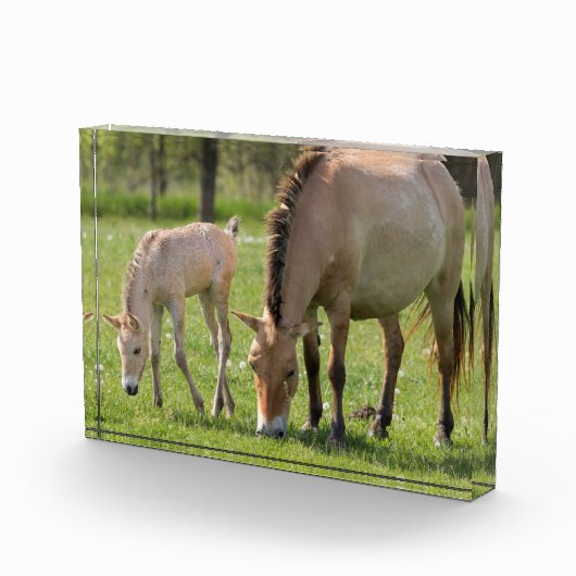 Przewalski's Horse and Foal Grazing フォトブロック (右)